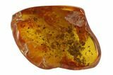 Two Detailed Fossil Flies (Diptera) In Baltic Amber #93888-1